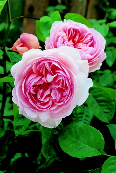 Gentle Hermione (Rose)