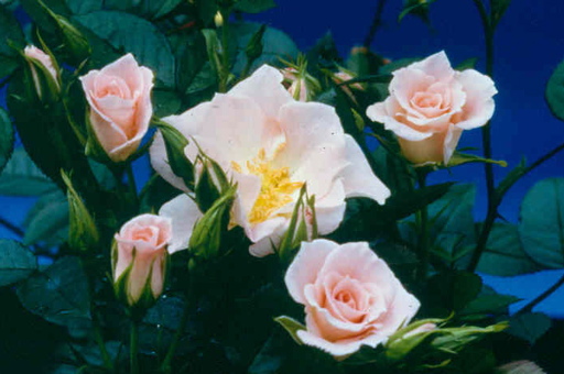 Gentle Touch (Rose)