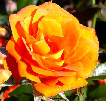 Geraldine (Rose)