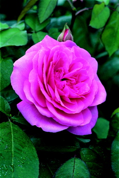 Gertrude Jekyll ® (Rose)