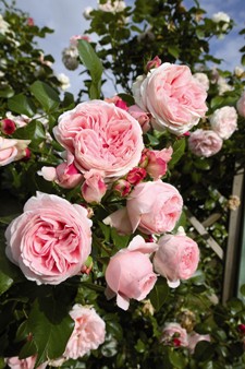 Giardina® (Rose)
