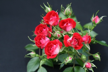 Giggles (Rose)