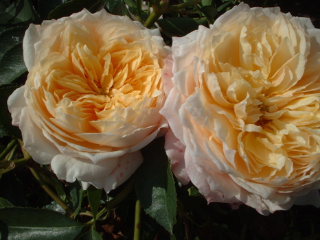 Ginger Syllabub (Rose)