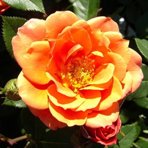Gingernut (Rose)