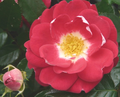 Girlguiding Uk Centenary Rose (Rose)