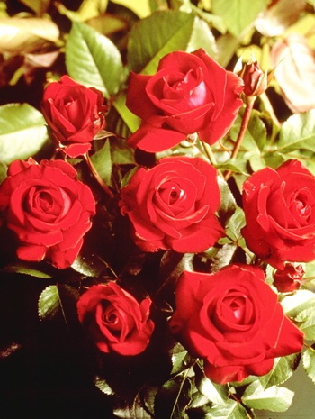 Glad Tidings (Rose)