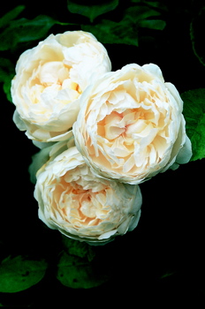 Glamis Castle (Rose)