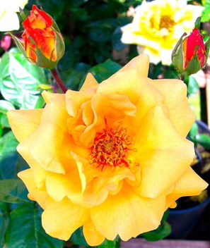 Glenfiddich (Rose)