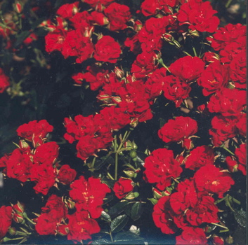 Glenshane (Rose)