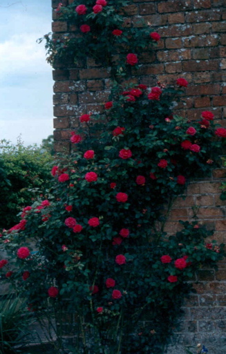 Gloriana (Rose)