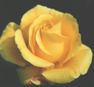 Glorious (Rose)