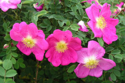 Glory Of Edzell (Rose)