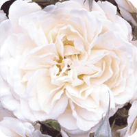 Great North Eastern Rose (Rose)
