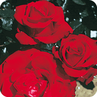 Godstowe Girl (Rose)