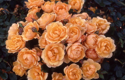 Golden Anniversary (Rose)
