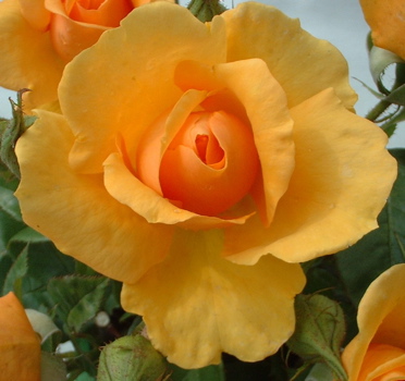 Golden Beauty (Rose)