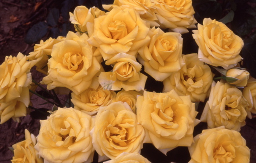 Golden Future (Rose)