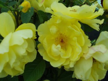 Golden Gate (Rose)
