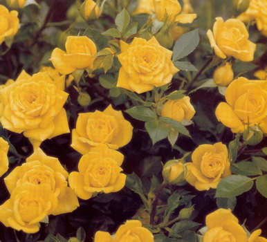 Golden Jewel (Rose)