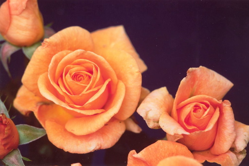 Golden Oldie (Rose)