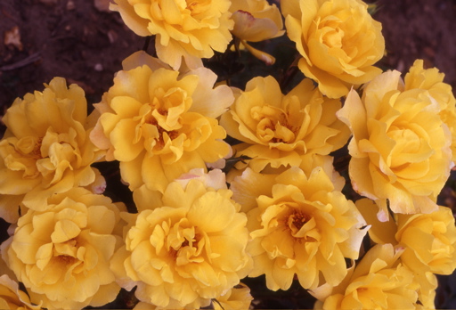Golden Showers (Rose)