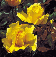 Golden Showers (Rose)