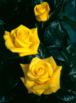 Golden Wedding (Rose)
