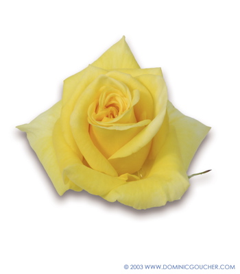 Golden Wedding Anniversary (Rose)