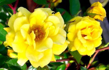 Golden Wedding Celebration (Rose)