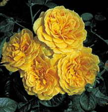 Golden Years (Rose)