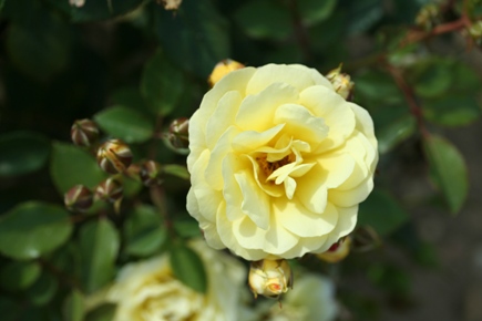 Golden Cover (Rose)