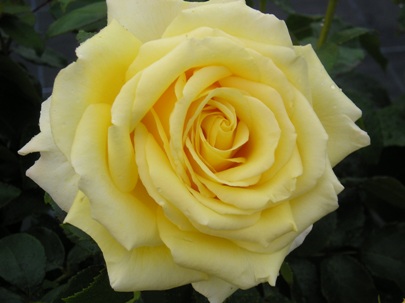 Golden Moment (Rose)