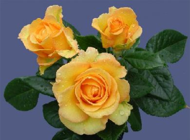 Golden Smiles (Rose)
