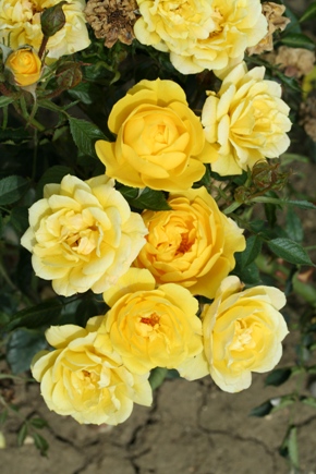 Golden Wishes (Rose)