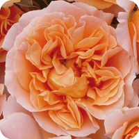 Gold Rush (Rose)