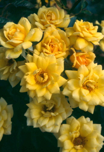 Good As Gold (Rose)