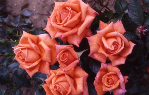 Good Life (Rose)
