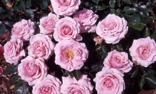 Good News (Rose)