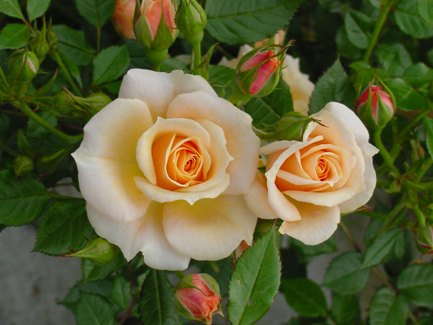 Good Wishes (Rose)