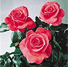Gordon's College (Rose)