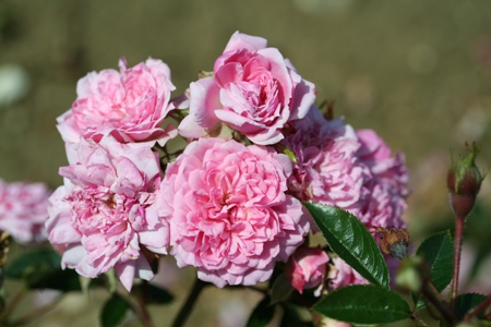 Graciously Pink (Rose)