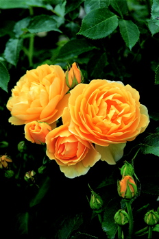 Graham Thomas ® (Rose)