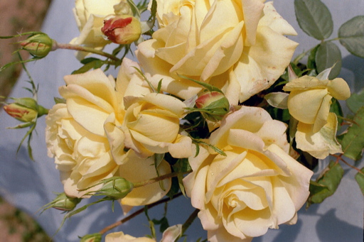 Grandpa Dickson (Rose)