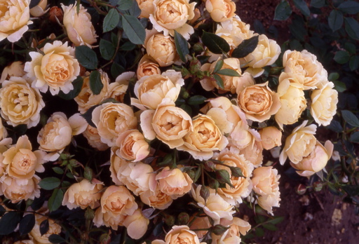 Granny's Favourite (Rose)