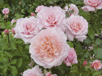 Great Expectations (Rose)