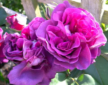 Great News (Rose)
