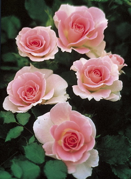Greenall's Glory (Rose)