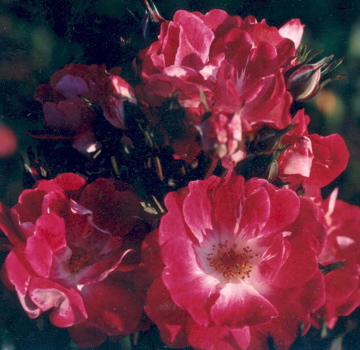 Greetings (Rose)