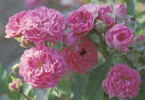 Grumpy (Rose)
