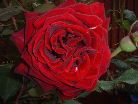 Guinee (Rose)